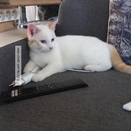 Foto 1/1 Snow Chat perdido en Massac seran