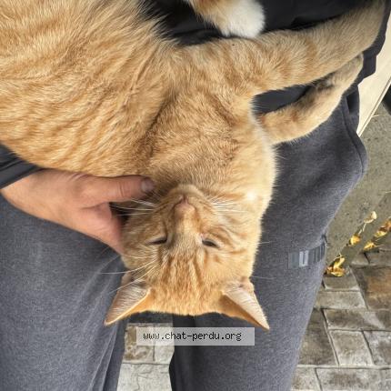 Foto 1/1 Lion Chat perdido en Repentigny