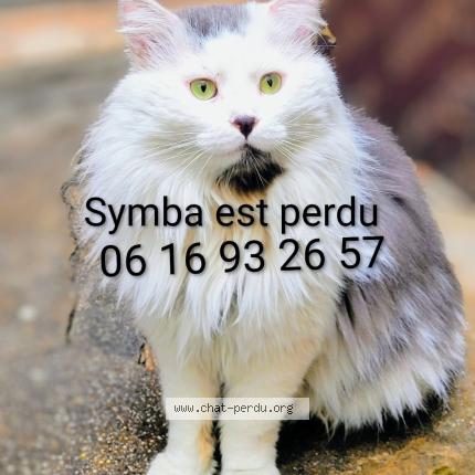 Foto 1/1 SYMBA Chat perdido en Marseille