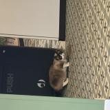 Foto de gato encontrado en Chateauroux