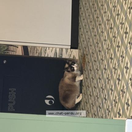 Foto 1/1 Gato encontrado Encontrado en Chateauroux