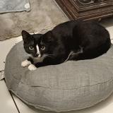 Foto del gato perdido en Jambes