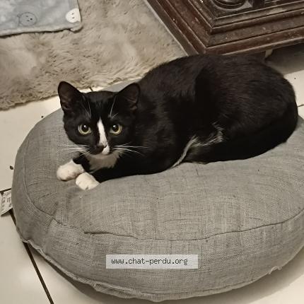 Foto 1/1 Malenia Chat perdido en Jambes