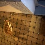 Foto de gato encontrado en Oissel