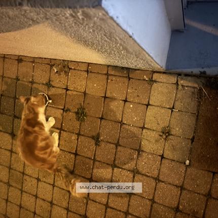 Foto 1/1 Gato encontrado Encontrado en Oissel