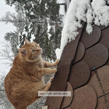 Foto 1/1 Benny Chat perdido en Saint jean saint nicolas