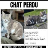 Foto del gato perdido en Nantes