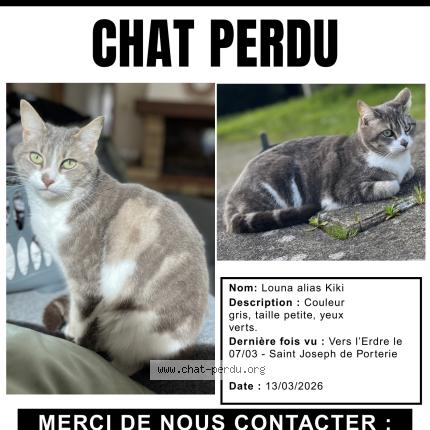 Foto 1/1 Kiki Chat perdido en Nantes