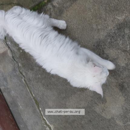 Foto 1/5 Gato encontrado Encontrado en Limoux