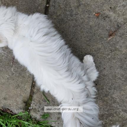 Foto 2/5 Gato encontrado Encontrado en Limoux