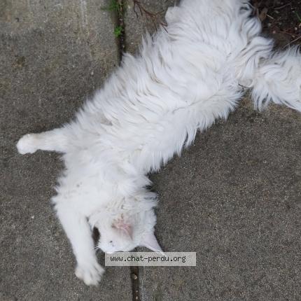 Foto 3/5 Gato encontrado Encontrado en Limoux