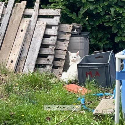 Foto 4/5 Gato encontrado Encontrado en Limoux
