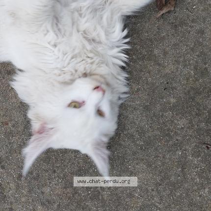 Foto 5/5 Gato encontrado Encontrado en Limoux