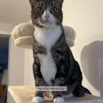 Foto 1/1 Rix Chat perdido en Violaines