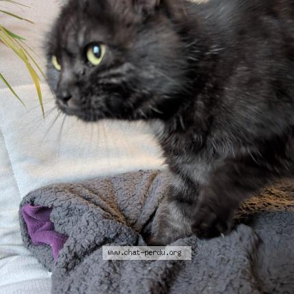 Foto 1/4 Rio Chat perdido en Compiegne