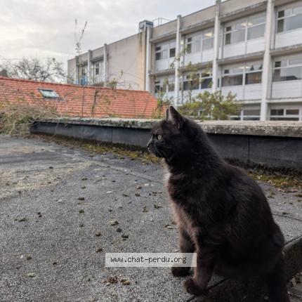 Foto 2/4 Rio Chat perdido en Compiegne