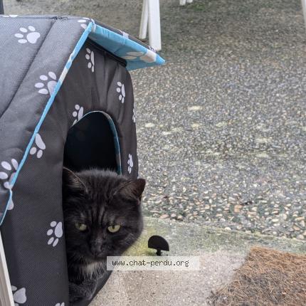 Foto 3/4 Rio Chat perdido en Compiegne