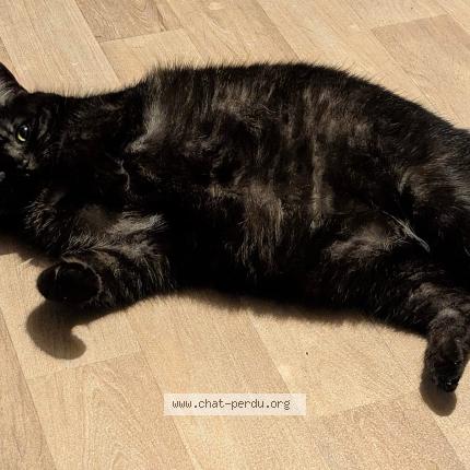 Foto 4/4 Rio Chat perdido en Compiegne