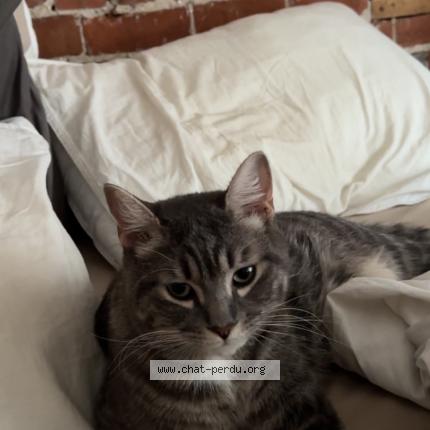 Foto 1/1 Tokyo Chat perdido en St jean sur richelieu