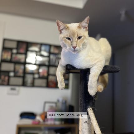 Foto 1/1 Plume Chat perdido en Elven