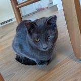 Foto del gato perdido en Parempuyre