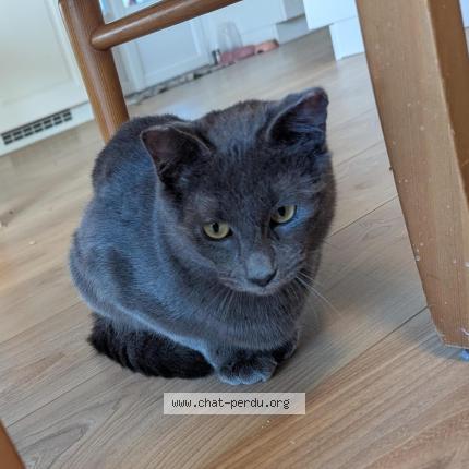 Foto 1/1 Timiou Chat perdido en Parempuyre