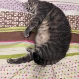 Foto del gato perdido en Bordeaux