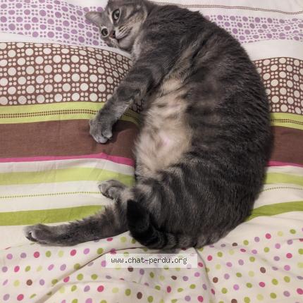 Foto 1/1 Fuji Chat perdido en Bordeaux