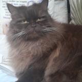 Foto del gato perdido en Aubagne