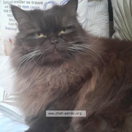 Foto 1/1 Choco Chat perdido en Aubagne