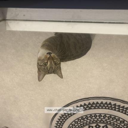 Foto 1/1 Gato encontrado Encontrado en Reims