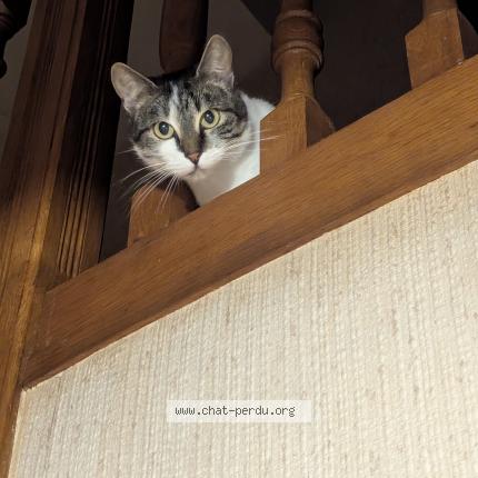 Foto 1/1 Binette Chat perdido en St andre d apchon