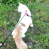 Foto del gato perdido en Colomiers