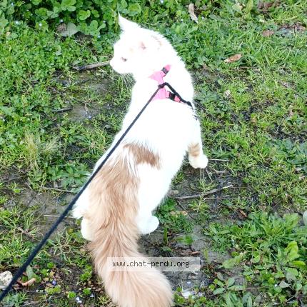 Foto 1/1 Lilo Chat perdido en Colomiers