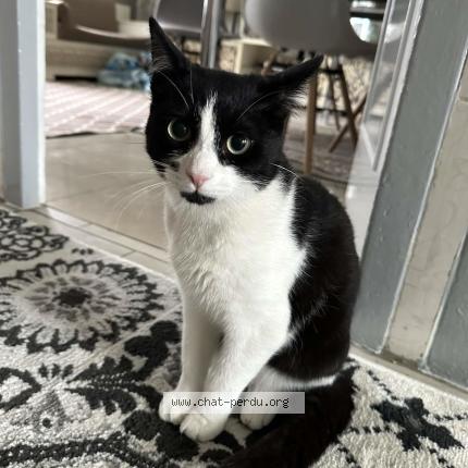 Foto 1/1 Minouche Chat perdido en Angouleme