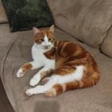 Foto del gato perdido en Laon