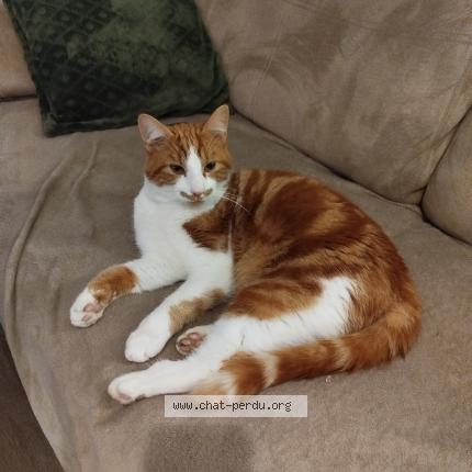 Foto 1/1 Appy Chat perdido en Laon