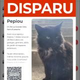 Foto del gato perdido en Sainteustache