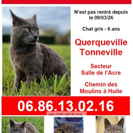 Foto 1/1 Kiki Chat perdido en Querqueville