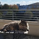 Foto del gato perdido en Toulouse
