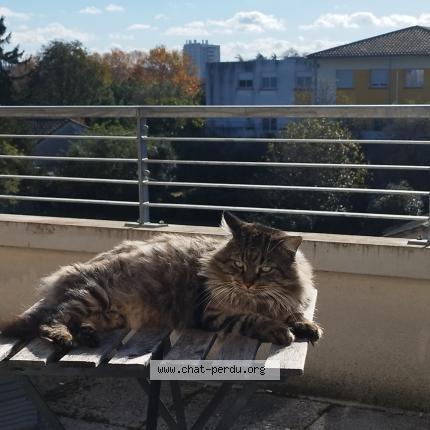 Foto 1/1 P'tit pote Chat perdido en Toulouse