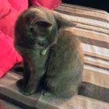 Foto del gato perdido en Montmorency