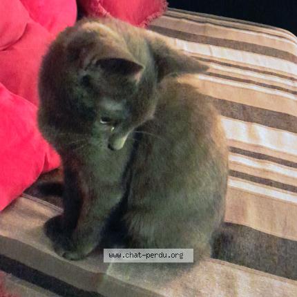 Foto 1/1 Jojo Chat perdido en Montmorency