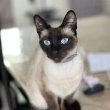 Foto del gato perdido en Vatteville La Rue