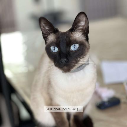 Foto 1/1 Alaska Chat perdido en Vatteville la rue