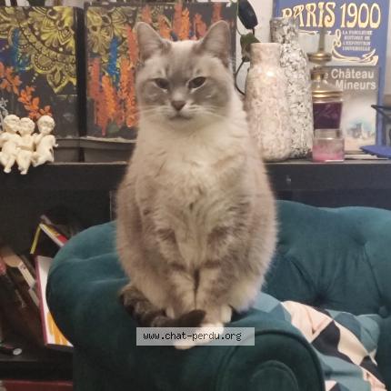 Foto 1/1 Isidore Chat perdido en Maisons laffitte