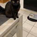 Foto del gato perdido en Isbergues