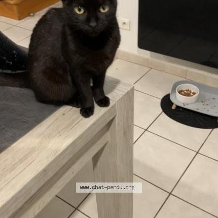 Foto 1/1 Câline Chat perdido en Isbergues