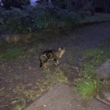 Foto de gato encontrado en Camblanes Et Meynac