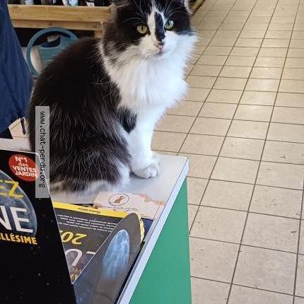 Foto 1/1 TSUKI Chat perdido en Bourgueil